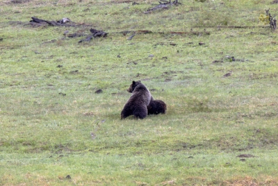 Grizzly Bears Fairy Falls Parking Lot 2025